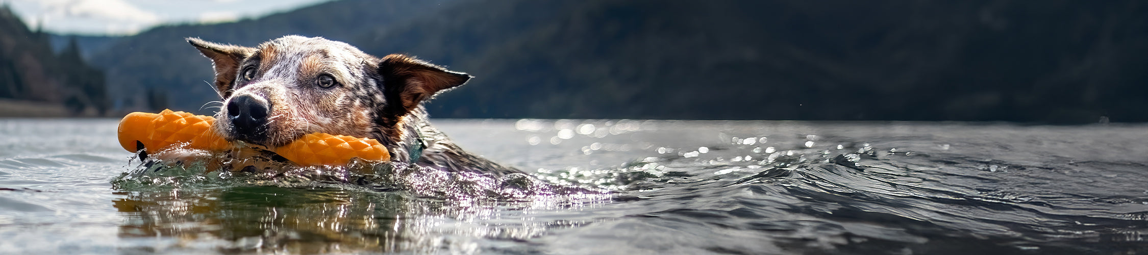 Dog swimming in water with a toy in its mouth, surrounded by mountains.