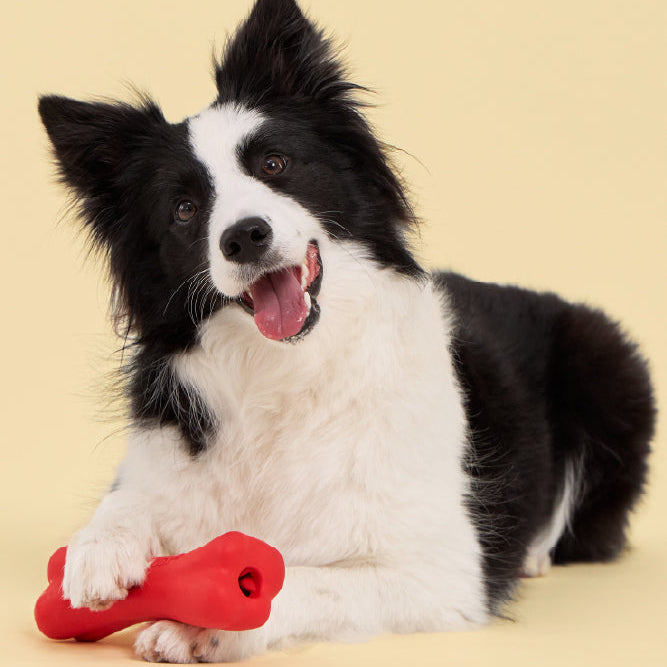Black and white dog holding a red bone toy on a beige background